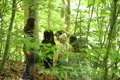 Roßbach tanz - Im Märchenwald